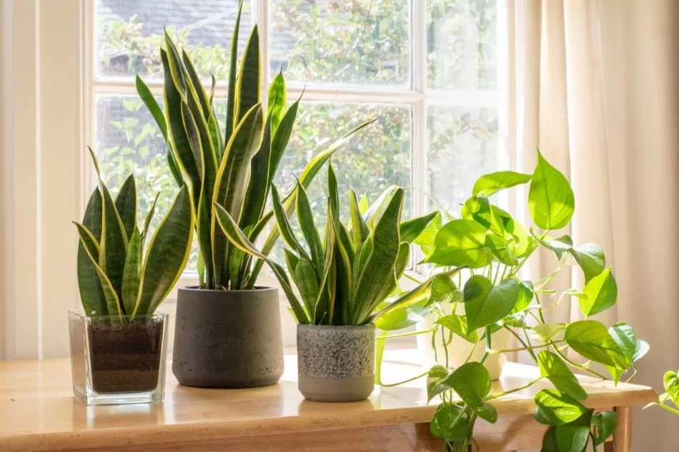 Alguns livros para quem ama plantas são verdadeiros guias para cultivo e manutenção de vasos e jardins