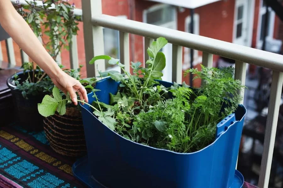 Livros para quem ama plantas