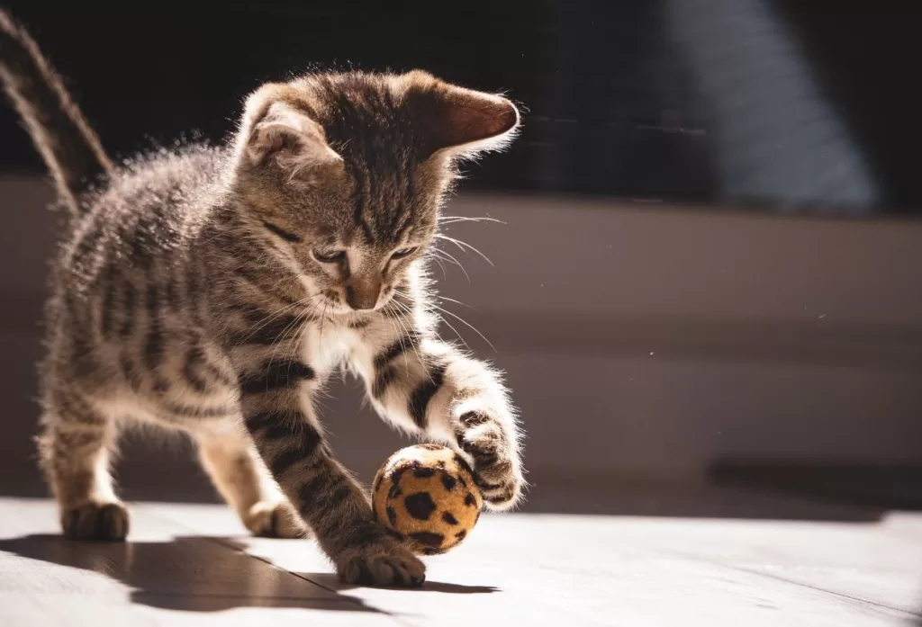 Livros sobre gatos para quem ama felinos